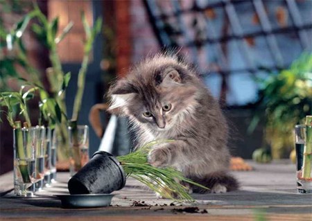 Ks Games Puzzle Naughty Cat 500 Parça Puzzle