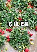 Çilek